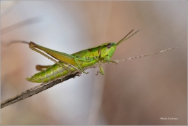 <p>SARANČE ZLATOZELENÁ (Euthystira brachyptera)   ----  /Small Gold Grasshopper – Kleine Goldschrecke/</p>